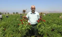 Gaziantep'te sofralık kırmızı biber hasadı başladı