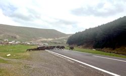 Kars'ta bozayı ve domuz sürüsü doğal yaşam alanlarında görüntülendi