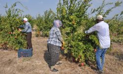 Mersin'de nar üreticisinin hasat mesaisi başladı