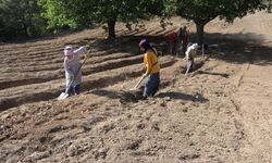 Karabük'te safran toprakla buluştu