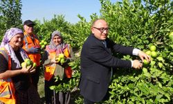 Mustafa Kara "Erdemli'den dört bir tarafa limon ihraç ediyoruz"