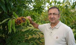 Ondokuz Mayıs Üniversitesi’nden Gal Arısına dayanıklı kestane hasadı