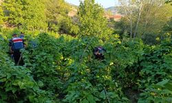 Sakarya'da bahçesinde kenevir yetiştiren zanlı tutuklandı