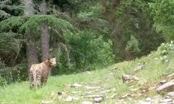 Anadolu parsı bir kez daha görüntülendi