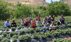 Adana'da kırsal mahallede proje kapsamında 5 dekarda başlayan çilek üretimi 900 dekara ulaştı