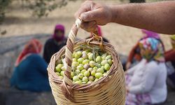 Türkiye'nin önemli zeytin üretim merkezlerinden Ayvalık'ta hasat başladı