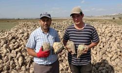 Kütahya'da şeker pancarı sökümü başladı