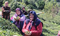 Rize’de çay sezonu biterken, müstahsiller çay tohumuna yöneliyor