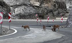 Giresun'da kara yolunda yaban keçileri görüntülendi