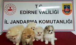 Edirne'de yurt dışından getirilen 5 cins köpek ele geçirildi