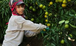 Adana'da mandalina hasadı başladı