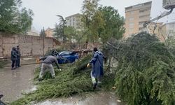 Kartal'da park halindeki otomobilin üzerine ağaç devrildi