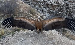 Şırnak'ta yaralı bulunan akbaba tedavi edildi