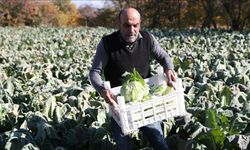 Erzincanlı çiftçiler aldıkları desteklerle ürün yelpazesini genişletiyor