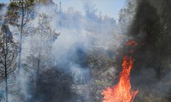 ABD'nin California eyaletinde orman yangını nedeniyle 132 yapı yok oldu