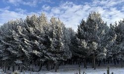 Ardahan ve Ağrı'da nehir ile dereleri buz, ağaçları kırağı kapladı