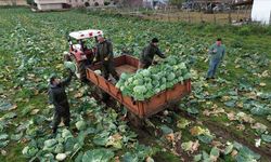 Bafra Ovası'nda beyaz lahanada 135 bin ton rekolte bekleniyor