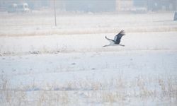 Yüksekova'da göç etmeyen leylekler karlı arazide görüntülendi