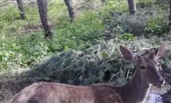 Bilecik'te ormanda su içen kızılgeyik fotokapanla görüntülendi