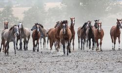 TİGEM 16 safkan Arap kısrağı satacak