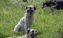 Mersin'de başıboş köpekler 26 küçükbaş gebe hayvanı telef etti