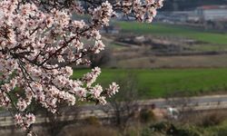 Tekirdağ'da "yalancı bahara" aldanan badem ağaçları çiçek açtı