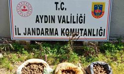 Didim’de 10 kilo salep toplarken yakalandılar