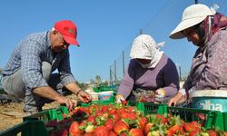 Mersin'de örtü altında yetiştirilen tescilli Silifke çileğinin hasadı başladı