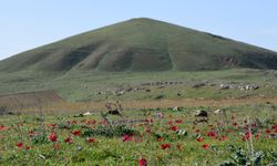 Lidya soylularının defnedildiği Bintepeler, açan çiçeklerle renklendi