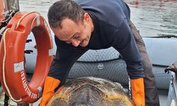 Çanakkale'de yat limanında kurtarılan caretta caretta kontrolün ardından denize salındı