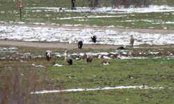 Konya'da kar yağışı ve soğuk hava nedeniyle leyleklere yiyecek bırakıldı