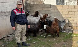 Şanlıurfa'da hayvan hırsızlığı şüphelisi 7 kişi yakalandı