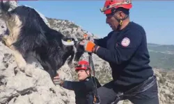 Mersin'de kayalıklarda mahsur kalan keçileri itfaiye kurtardı