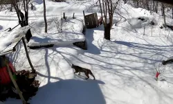 Çorum'da yiyecek arayan vaşak güvenlik kamerasınca görüntülendi