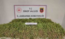 Sinop’ta tarlada 31 bin kök kenevir ele geçirildi