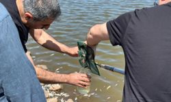 Diyarbakır'da sulama göletindeki balık ölümleri üzerine inceleme başlatıldı