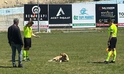 Amatör maçta hakem sahaya giren köpeği kırmızı kart gösterip dışarı çıkardı