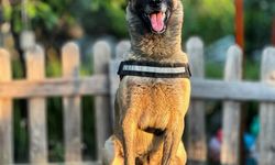 Kahraman köpek ’Bob’ öldü