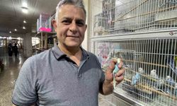 Elazığ’da muhabbet kuşlarına yoğun ilgi