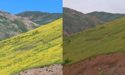 Hakkari’de güneşle açan, gün batımında yok olan çiçekler