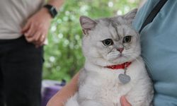 Tokat'ta kedi güzellik yarışması düzenlendi