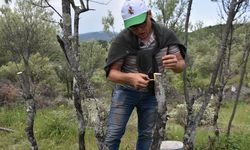 Sinop'ta 80 bin yabani zeytin ağacı aşılanarak ekonomiye kazandırılıyor