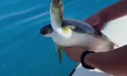 Antalya'da ağzına misina dolanan Nil Kaplumbağası kurtarıldı