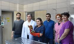 Afyonkarahisar'da tedavisi tamamlanan yılan doğaya salındı