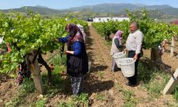 Manisa'da asma yaprağı üzüm üreticisine ek gelir sağlıyor