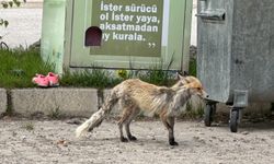 Bayburt'ta şehir merkezine inen tilki görüntülendi