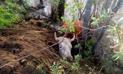 Erzincan'da nehir kıyısına düşen inek kurtarıldı