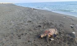 Ölü caretta caretta sahile vurdu