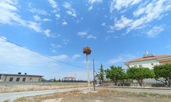 Nevşehir'de elektrik direği leylek ailesine tahsis edildi