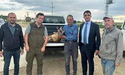 Edirne'de su kanalına düşen karacayı çeltik işçileri kurtardı